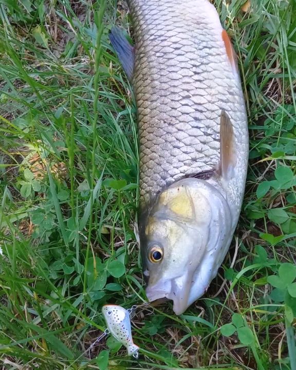 IGMA Lures ribolov 1